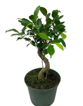 Ficus Retusa - Assorted sizes here (15cm - 20cm - 25cm - 30cm)
